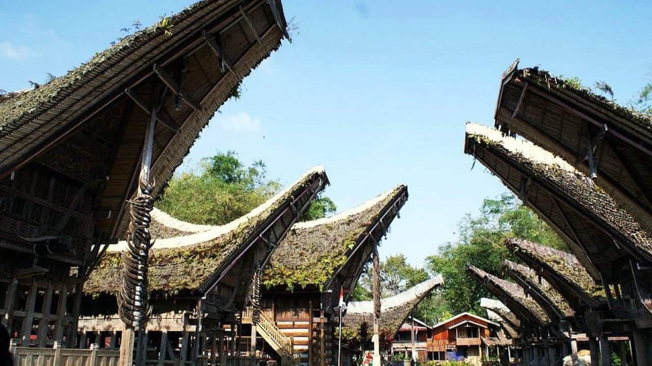 السلوك الهيكلي الشبيه بالأشجار في العمارة