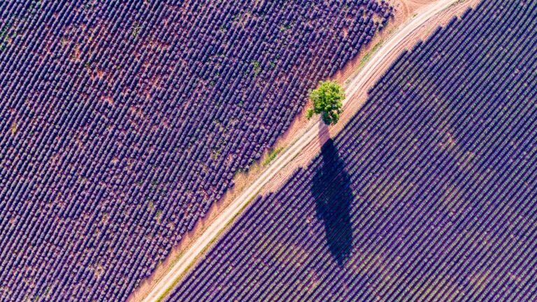 The place to Discover Pantone’s Shade of the 12 months 2022 Across the World