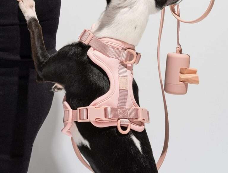 البرية واحدة تسخير استحى