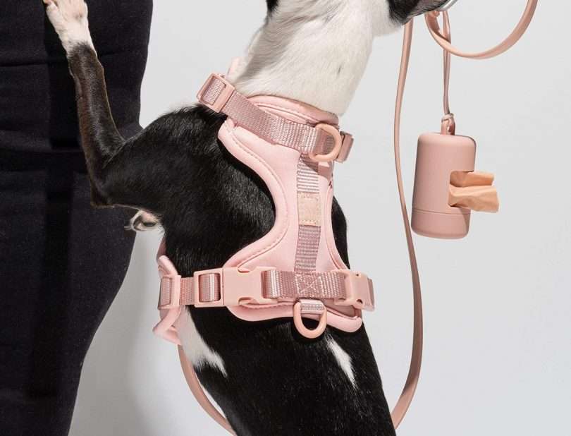 البرية واحدة تسخير استحى