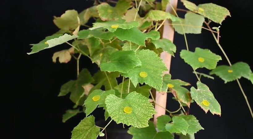 تحاكي بقع الخطاف الدقيقة القابلة للتحلل الحيوي وظيفة الفيلكرو