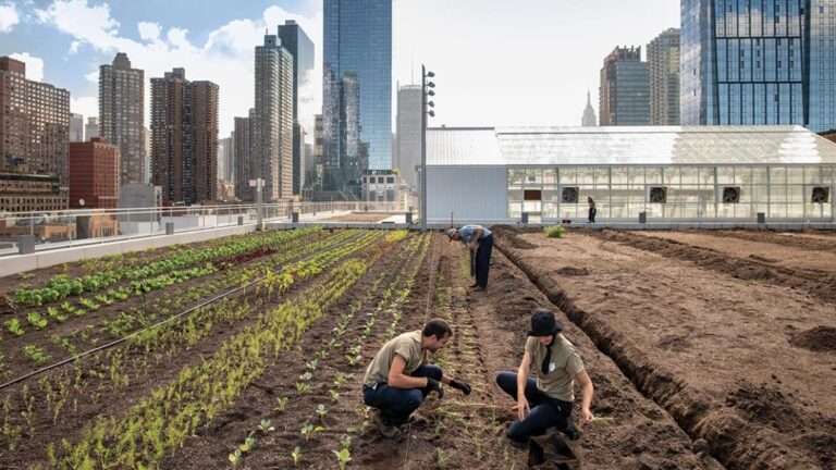 Rooftop Farm Soars Above the Metropolis