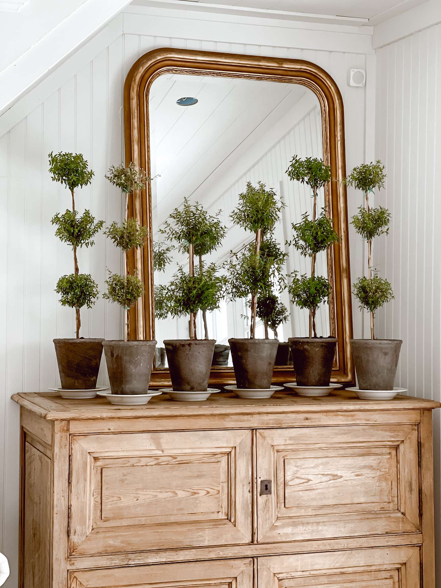 30+ توبياري حقيقي وزائف