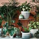 Right here’s All the pieces You Have to Know About Uncommon Crops and The best way to Purchase Them