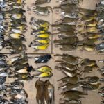 Why do glassy towers hold killing so many birds?