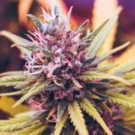 can hashish forestall COVID-19 an infection?