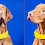 invoxia’s good canine collar helps you to monitor your pet’s vitals, exercise and site 24/7