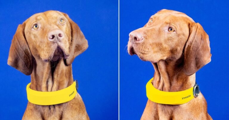 invoxia’s good canine collar helps you to monitor your pet’s vitals, exercise and site 24/7