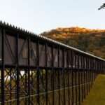 جسر بين الأشجار