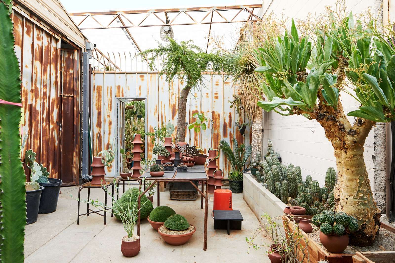 Cactus Stores يتم ترتيب عينات نادرة من الطاولات المعاد تشكيلها والأوعية الحجرية المميزة في مدخل الدفيئة.