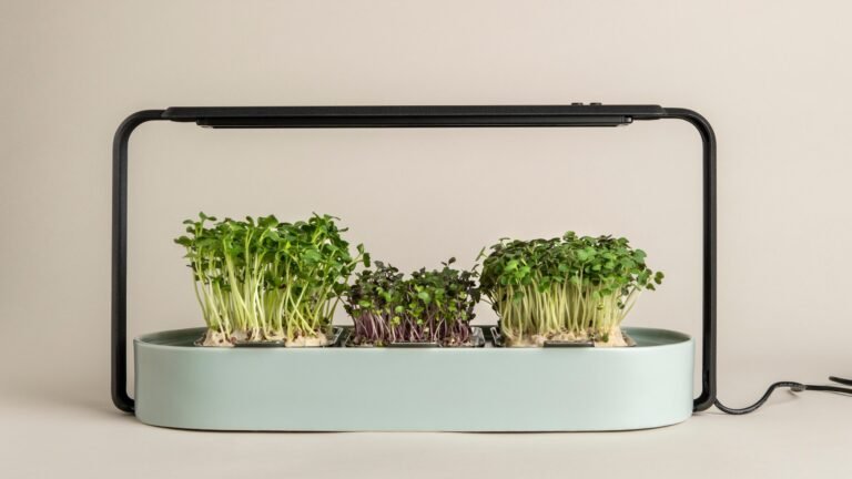 The 12 Greatest New Applied sciences For the New Yr