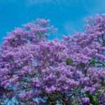 Add a Dose of Violet to Your Life