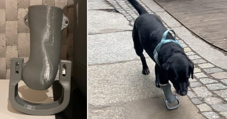 polish veterinary student 3D prints functional prostheses to help injured dogs walk again