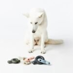 11 Indestructible and Nearly Indestructible Dog Toys for Your Furry Friend