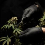 Daily digest: Legal weed sales begin in New York, the top three names for the giant flamingo in the Tampa airport, and more news