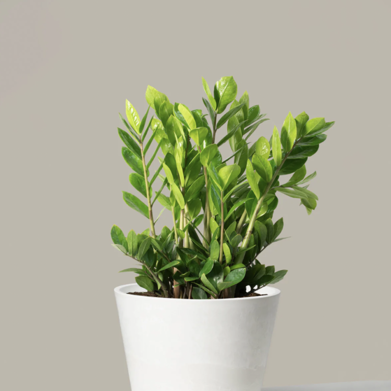 أفضل النباتات لغرفة النوم: أجهزة تنقية الهواء التي تبدو رائعة للغاية
