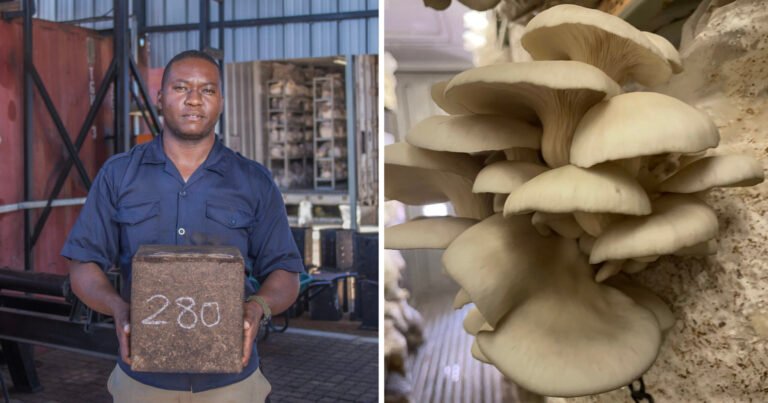 Fight Back with Fungi: How Mushrooms Can Help Solve the Global Housing Crisis