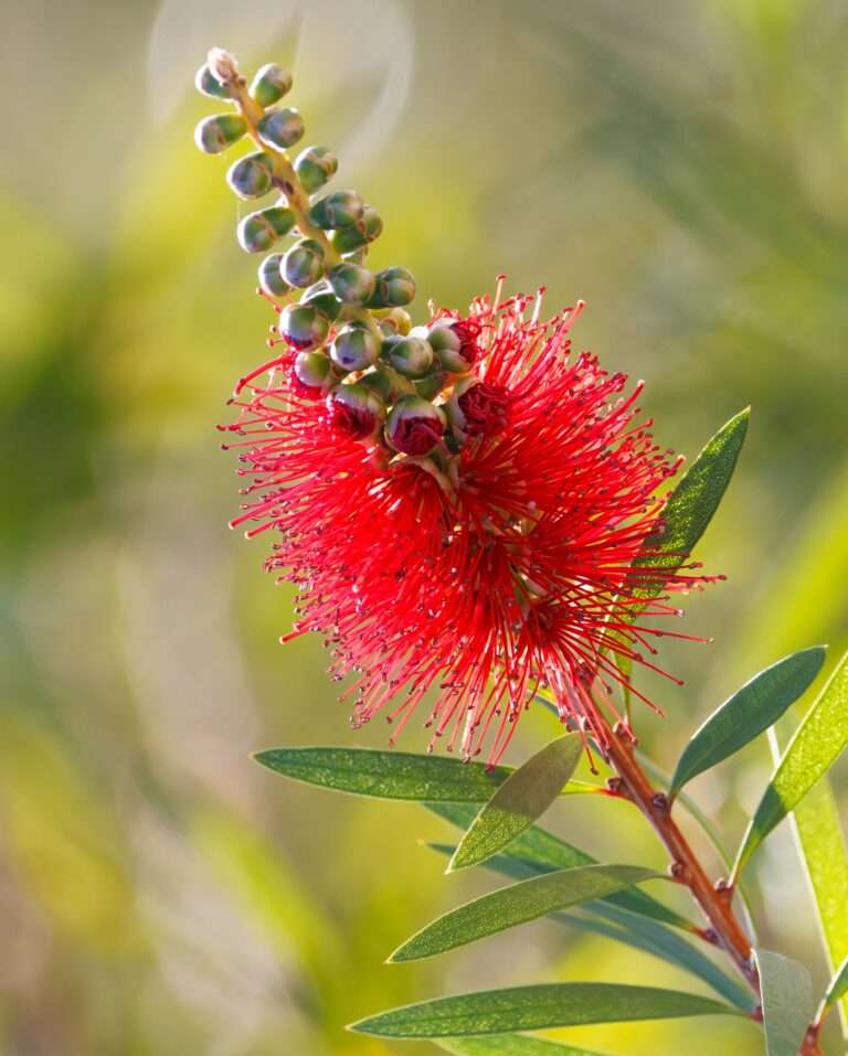 زجاجة زجاجة معمرة تجلب الملقحات مرة أخرى عاما بعد عام.