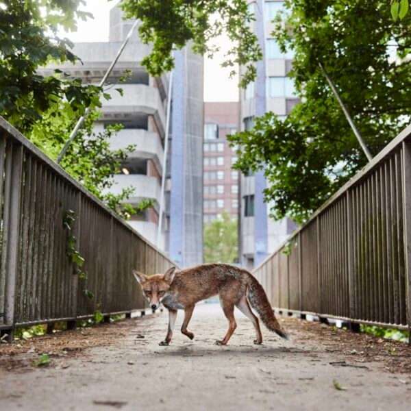 a photograph of a fox on a pedestrian bridge in Bristol