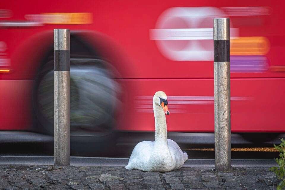 a swan seated on the pavement in front of a moving red city bus