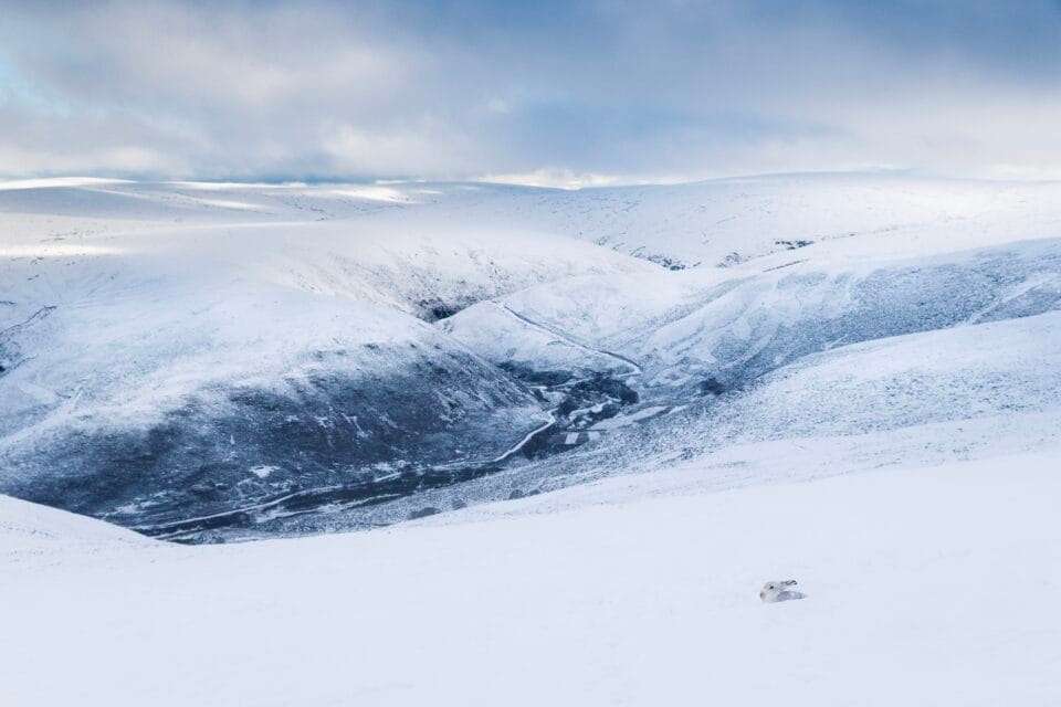 a photograph taken from the top of a mountain of the Scottish Highlands in winter, covered in snow, with a white hare in the foreground
