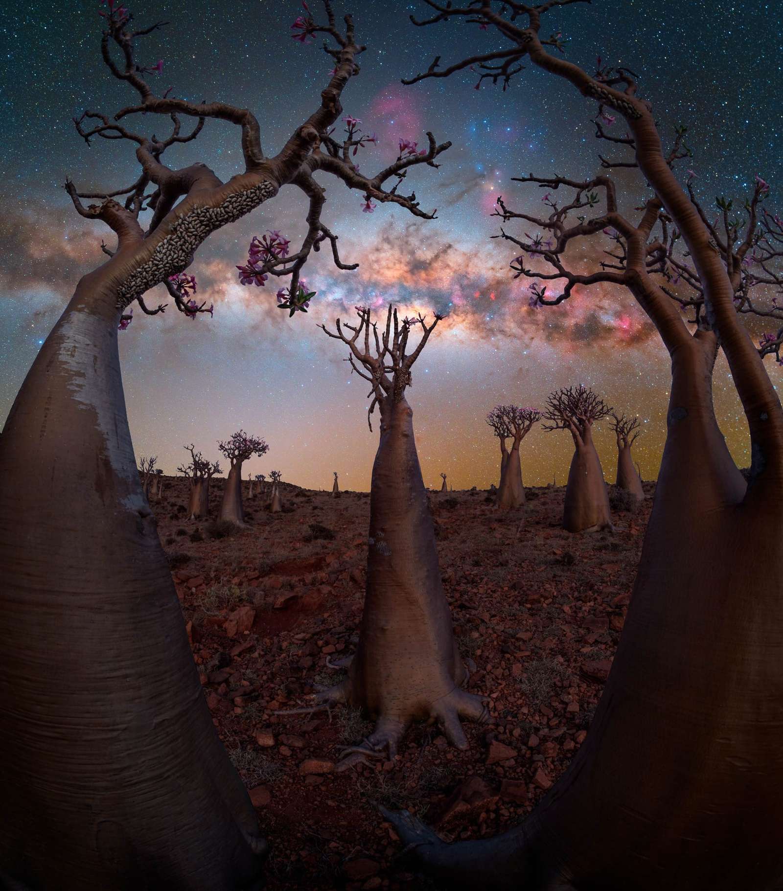 the milky way shot through baobab trees