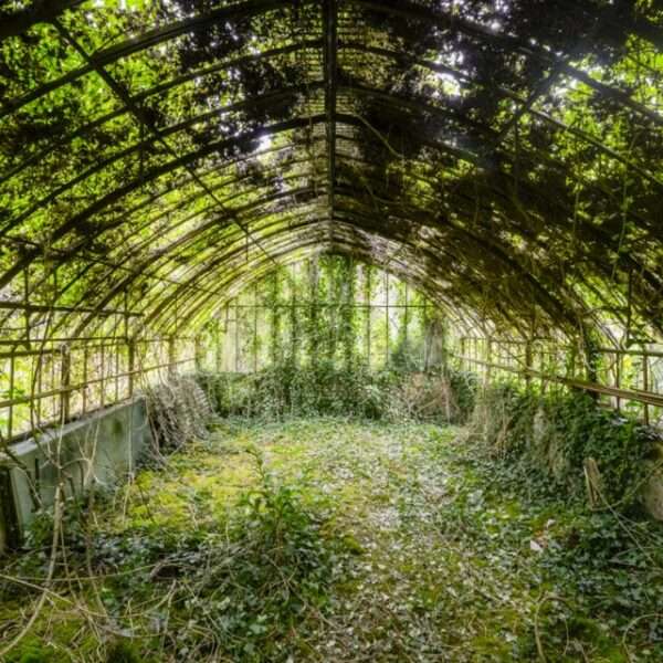 a photograph by Romain Veillon of the interior of an abandoned greenhouse overtaken by dense, rollicking vegetation