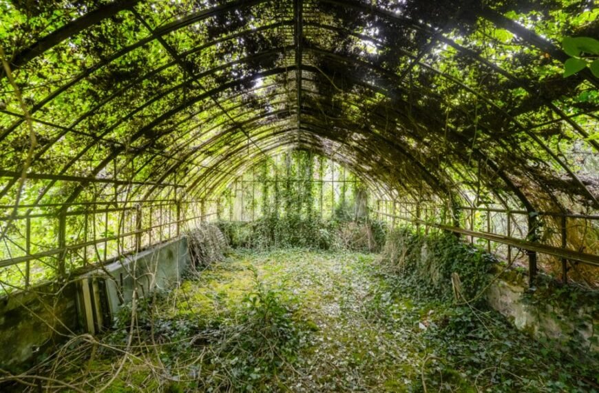 a photograph by Romain Veillon of the interior of an abandoned greenhouse overtaken by dense, rollicking vegetation