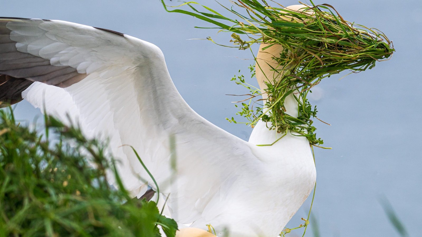 a photo by Alison Tuck shows a white gannet with grass blown in its face