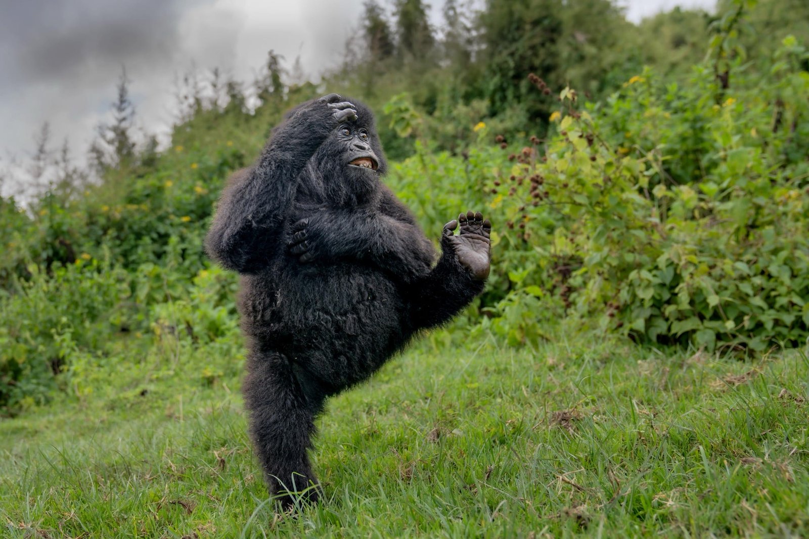a photo by Mark Meth-Cohn of a primate apeparing to do karate