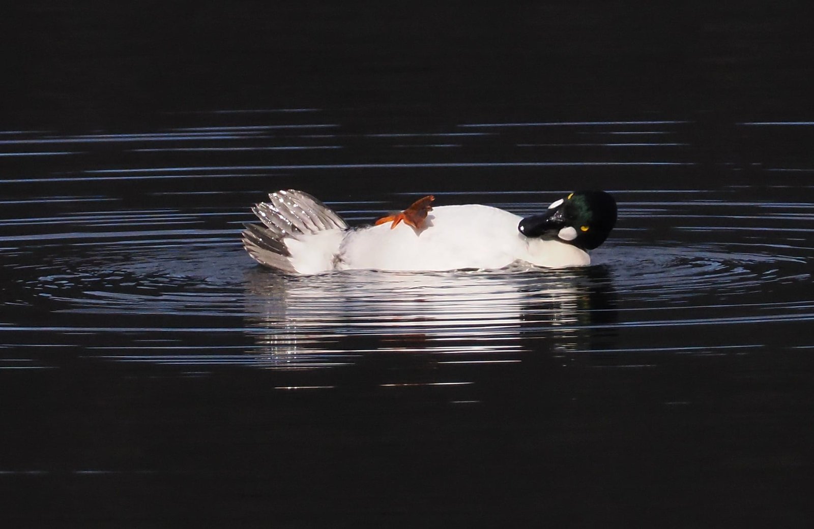 a photo by John Speirs of a duck lying on its back in the water