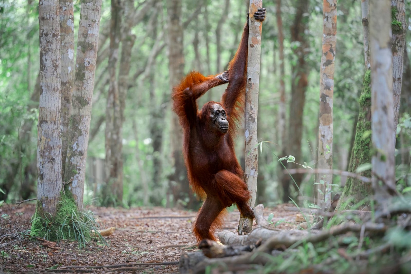 a photo by Michael Stavrakakis of a female orangutan appearing to strike a pose