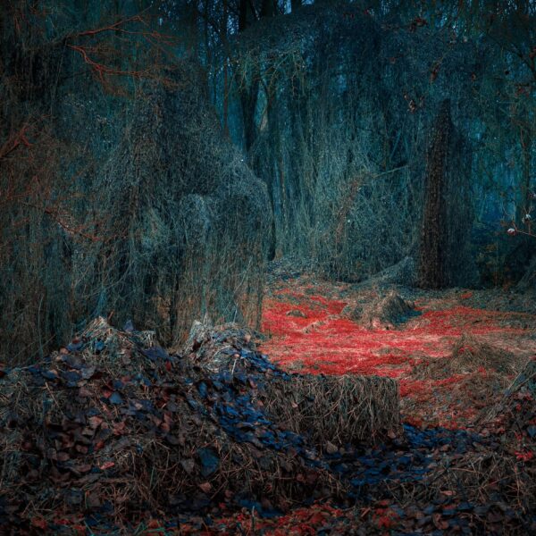 a photograph of a forest with uncanny colors in teal and orange-red