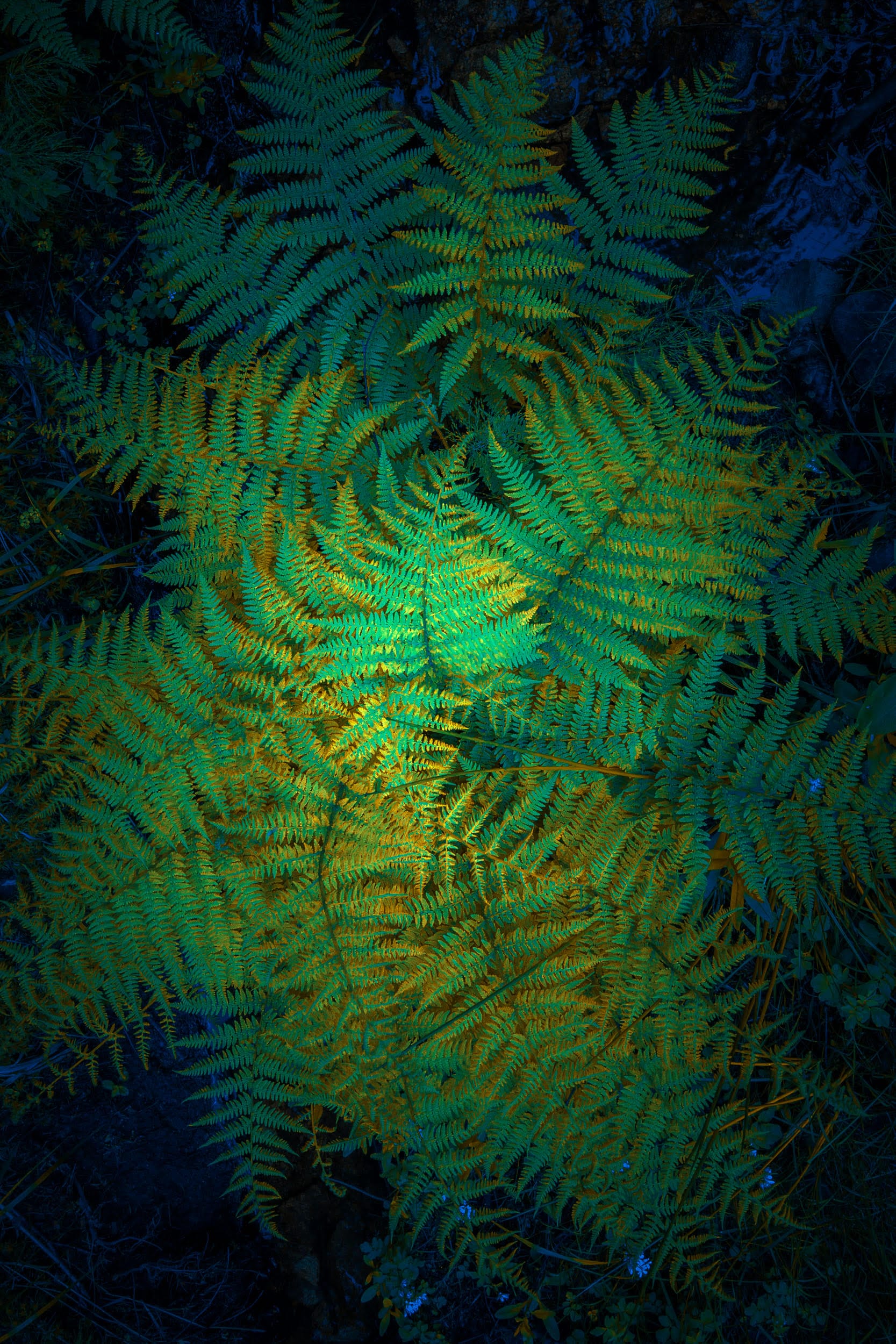 a photography of bright green fern leaves