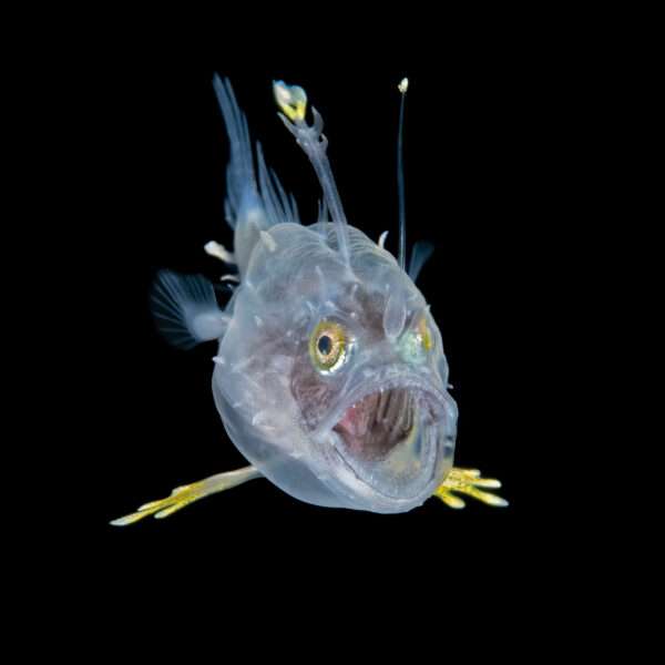 a photo by Steven Kovacs of a rare larval goosefish opening its mouth