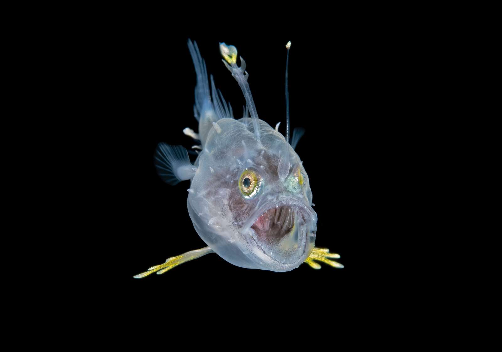 a photo by Steven Kovacs of a rare larval goosefish opening its mouth