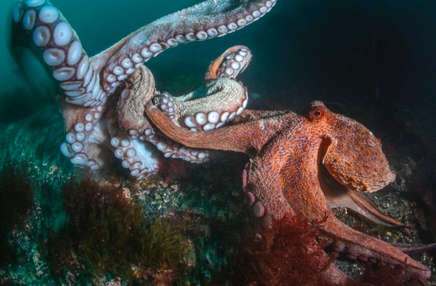 Two octopuses encounter one another underwater