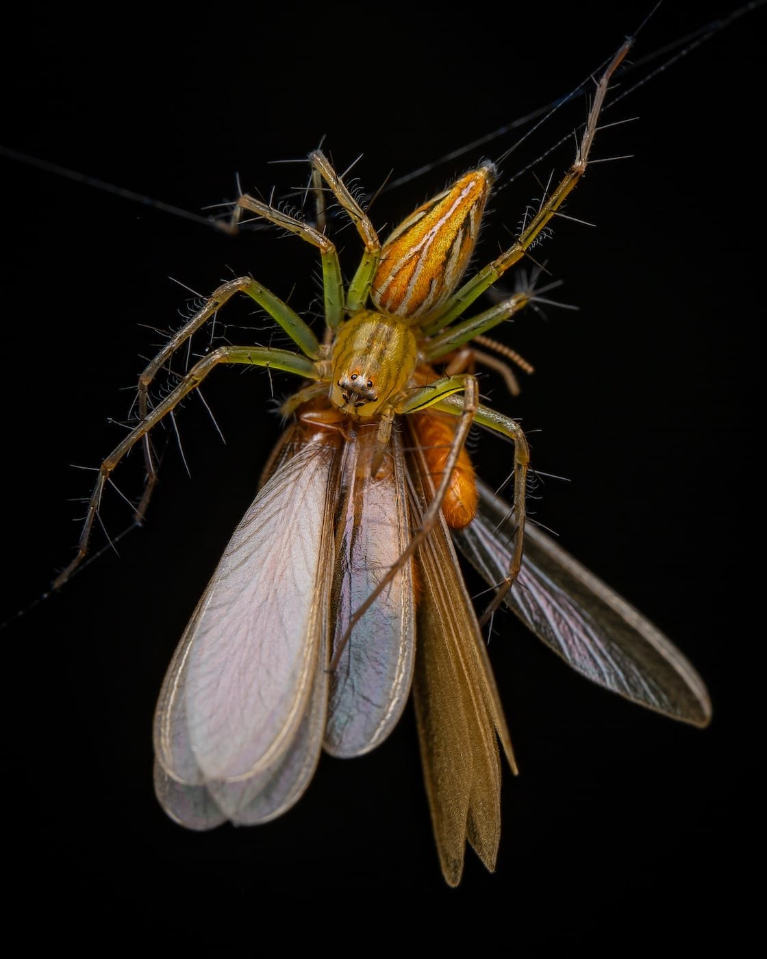 A close-up photograph of a spider devouring a winged insect.