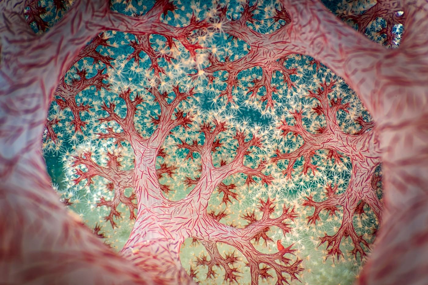 A close-up photograph of the inside of a cauliflower soft coral.