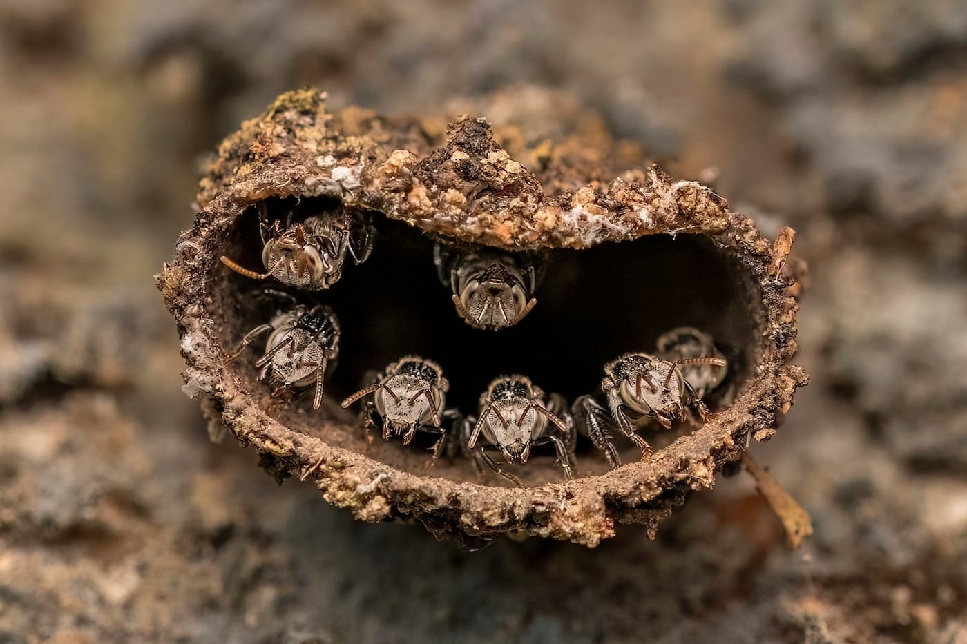 A close-up photograph of insects lined up at the opening of a hive.