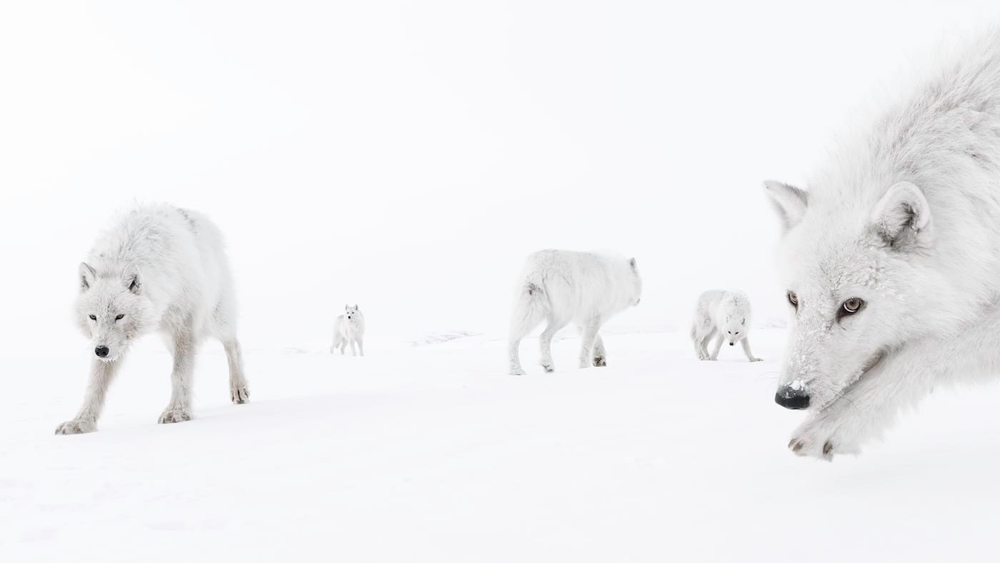 A close-up photograph of white wolves in the snow.