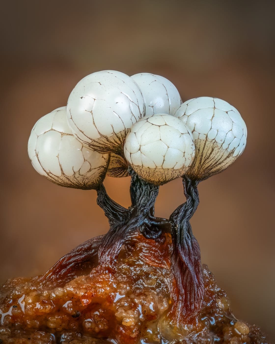 A close-up photograph of a bulbous slime mold.