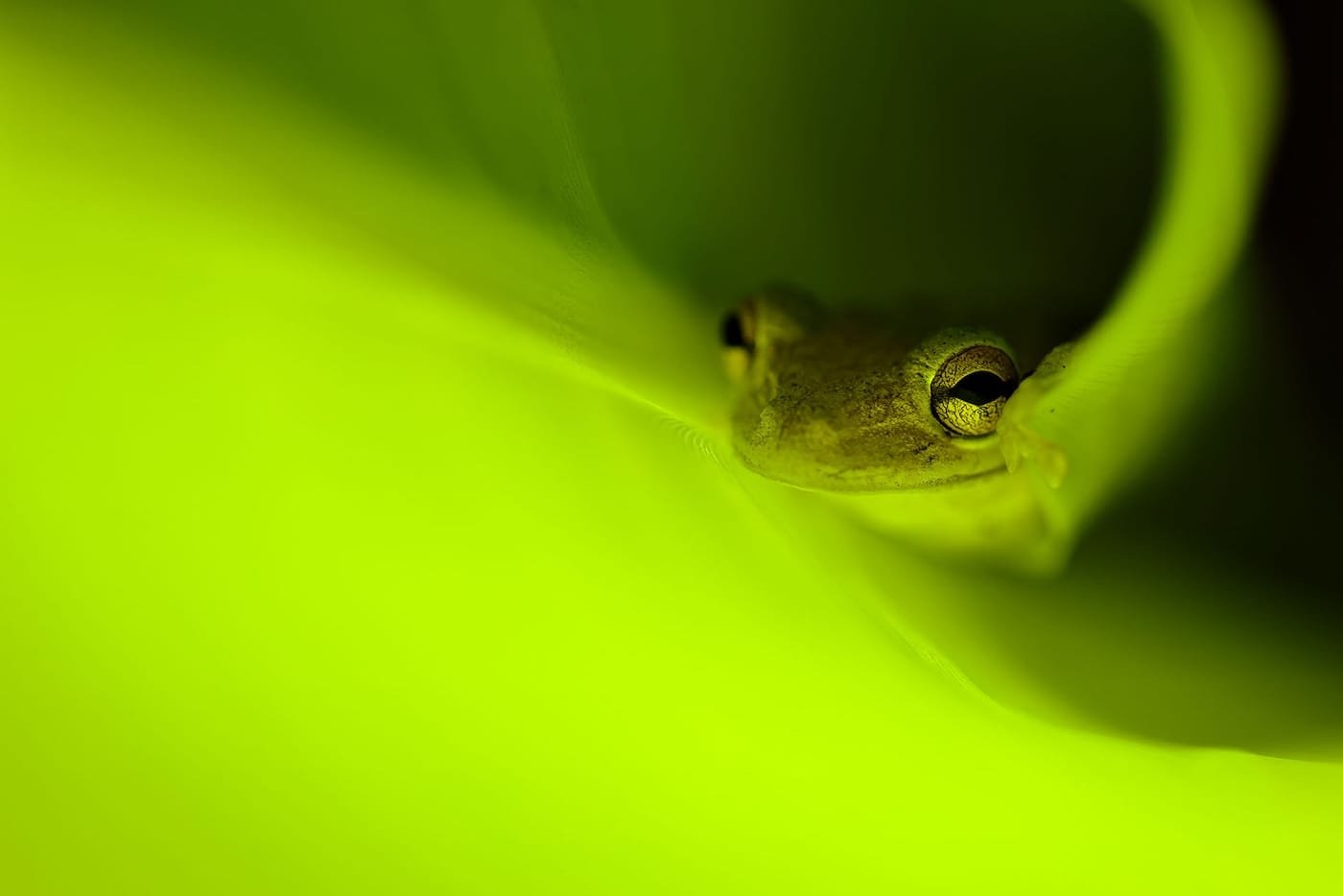 A close-up photograph of a green frog amid bright green surroundings.
