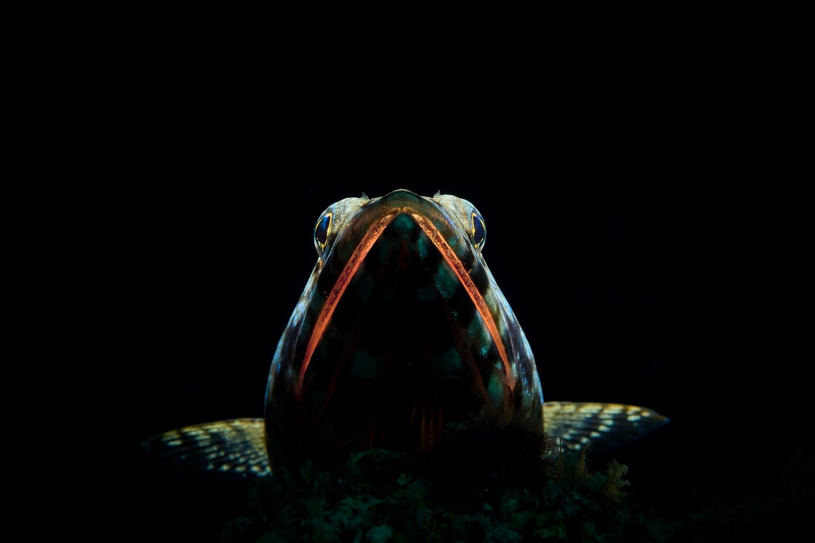 A dark underwater photograph of the underside of fish, which is illuminated dramatically from above