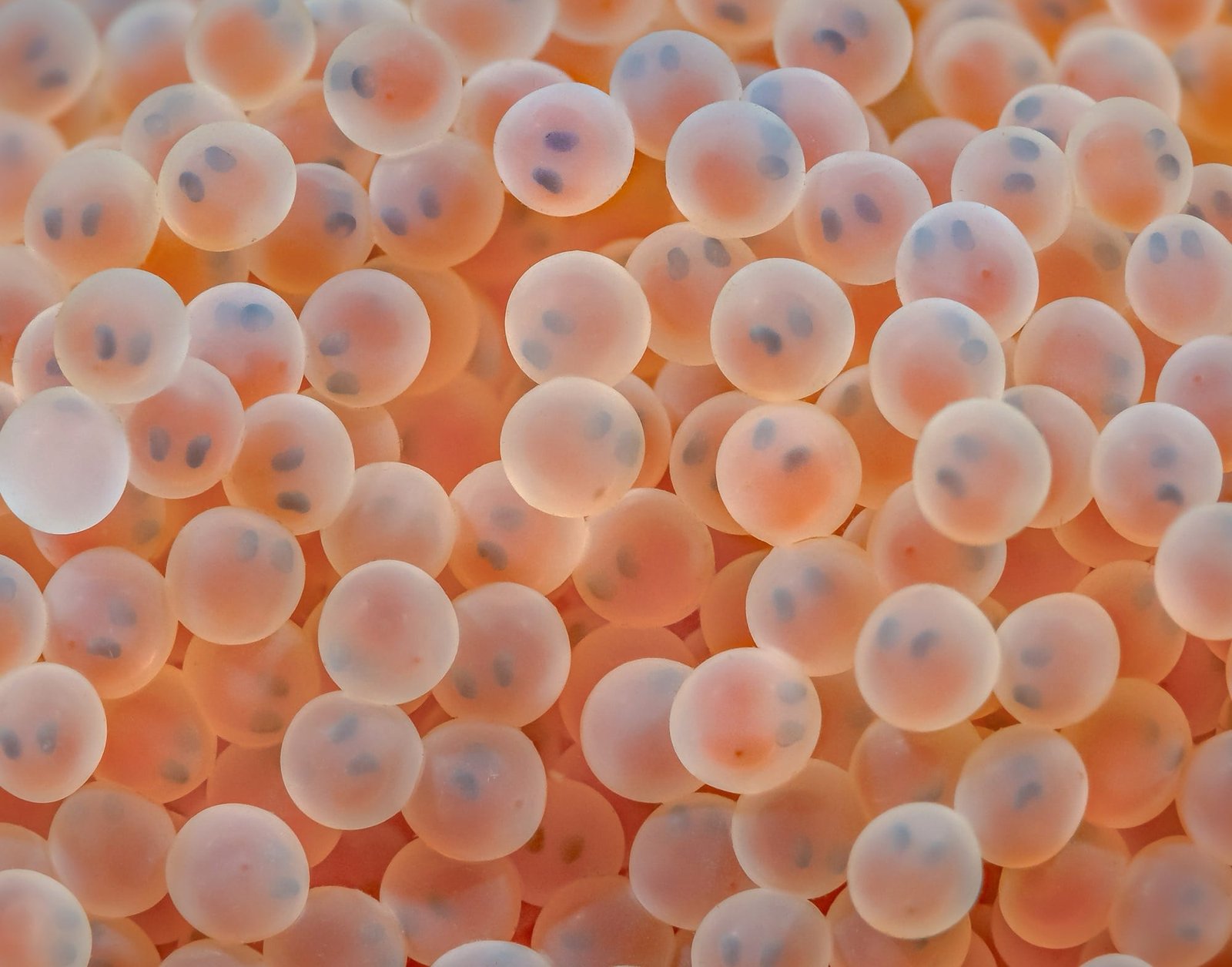 A close-up photograph of dozens of translucent fish eggs