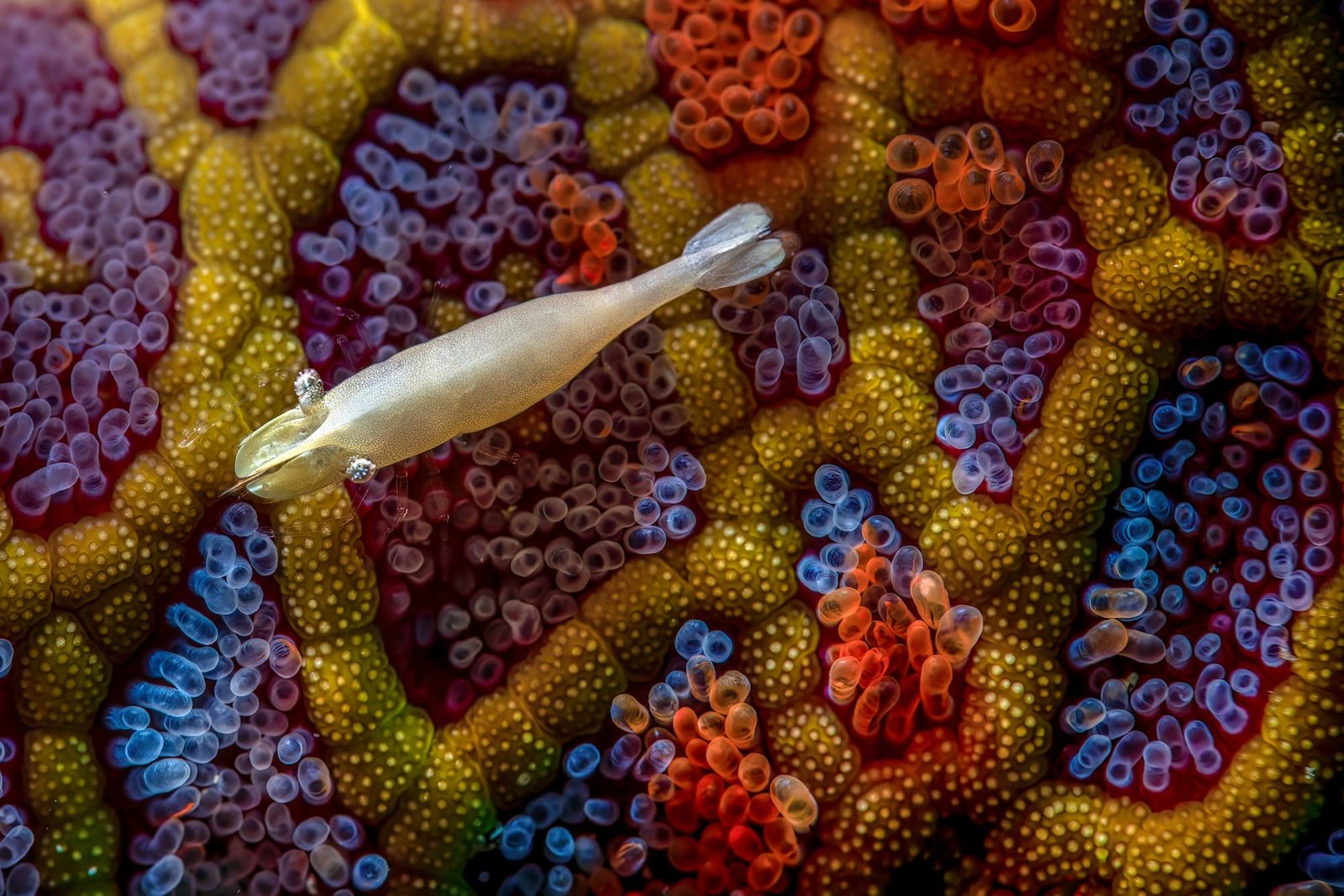 A small white fish swims over colorful coral