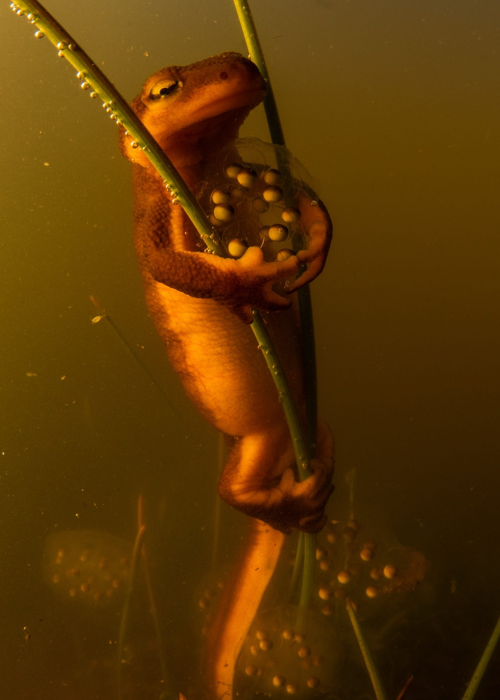 An amphibian holds onto an underwater reed, holding its eggs in its arms