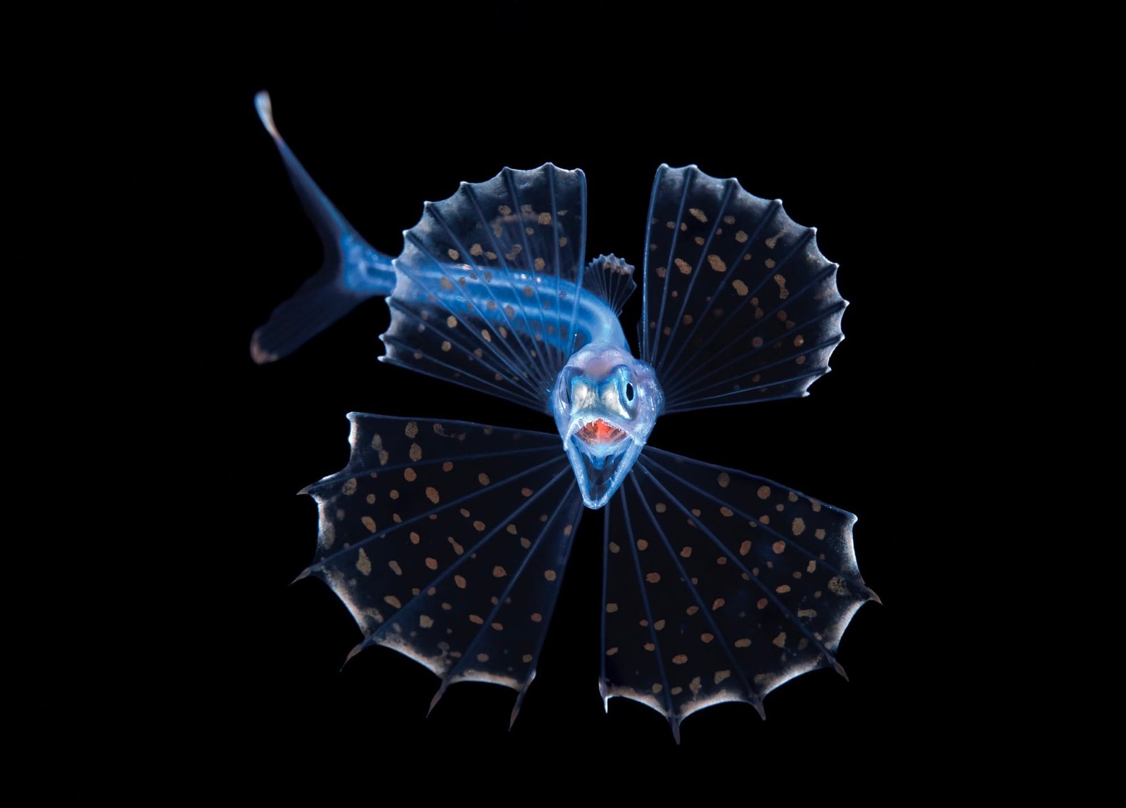 An underwater photograph of a brightly illuminated blue fish