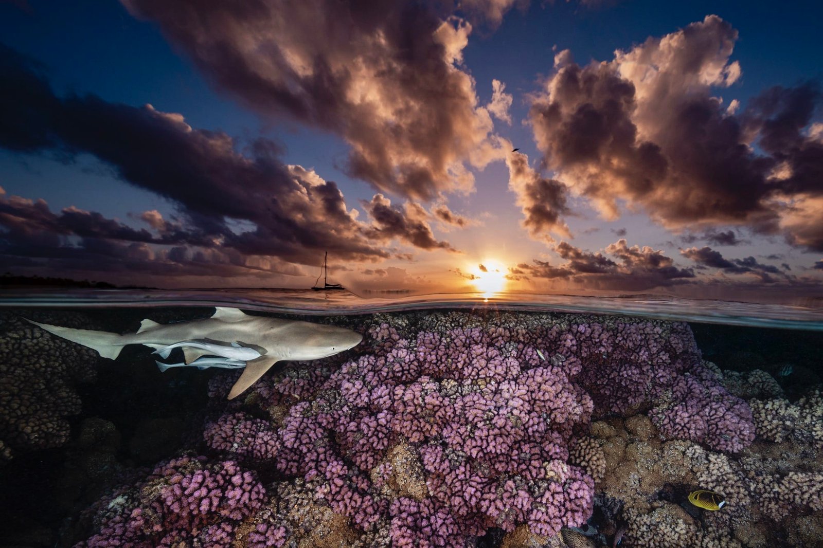 A half-underwater photo at sunset of a shark swimming just below the surface of the water above a coral reef