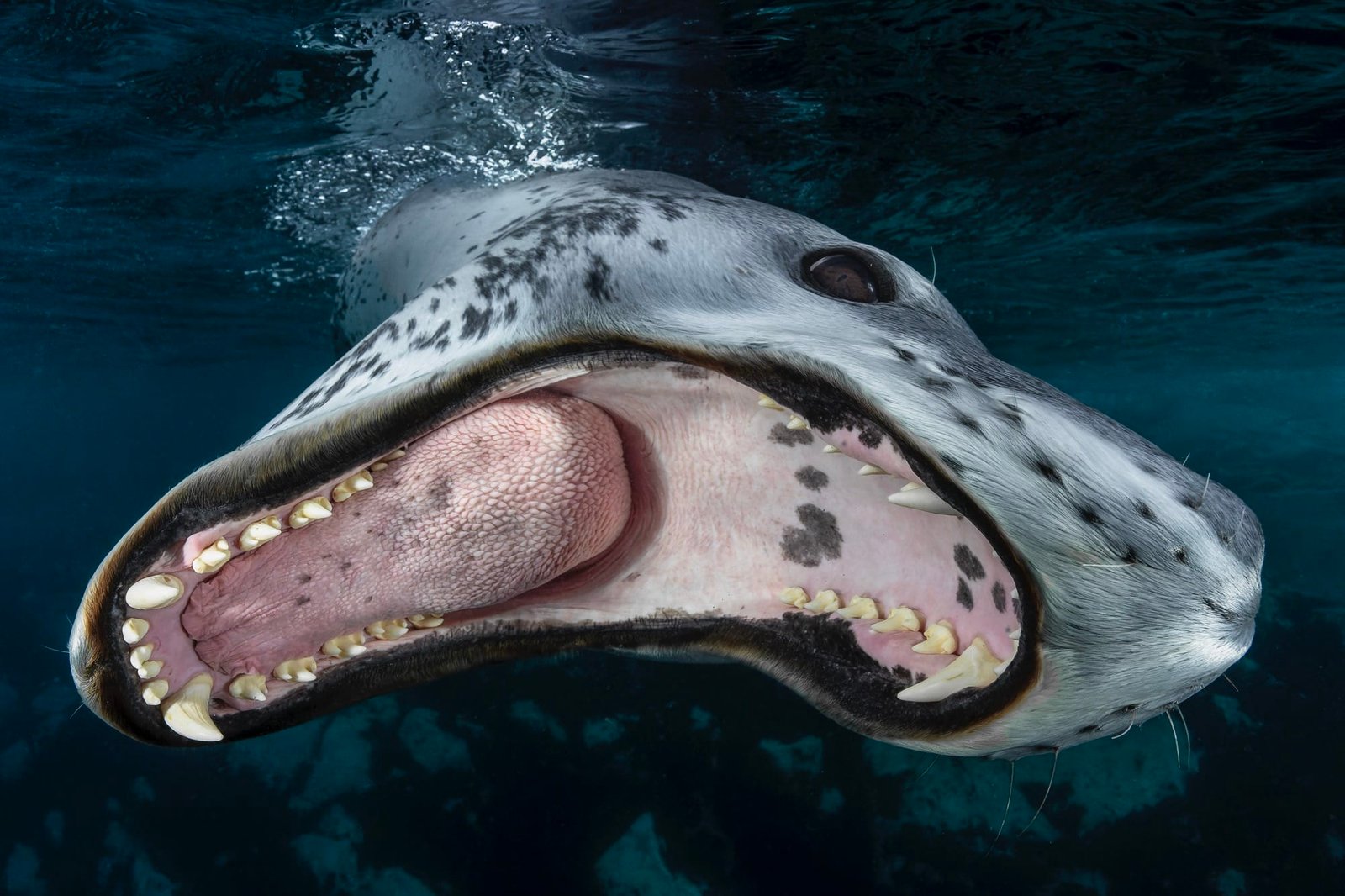 A close-up shot of a leopard seal with a wide-open mouth